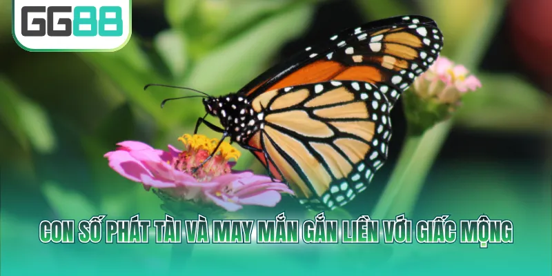 Con số phát tài và may mắn gắn liền với giấc mộng